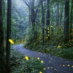 synchronous fireflies